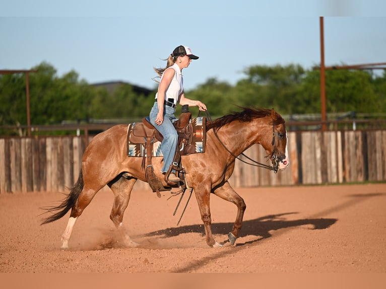 Caballo cuarto de milla Caballo castrado 6 años Bayo in Waco