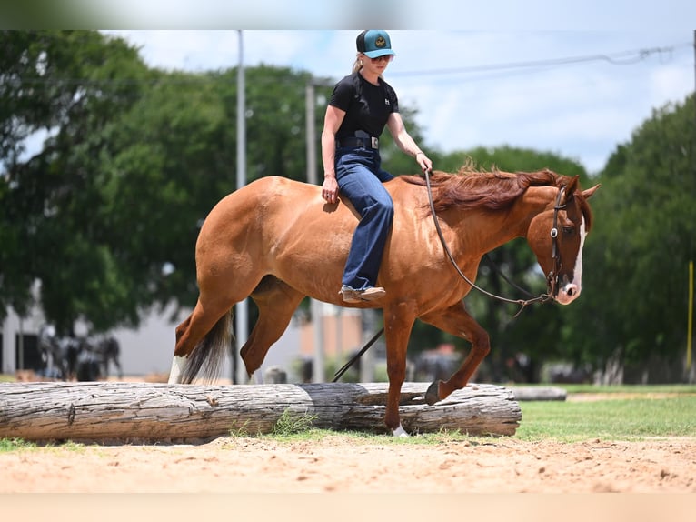 Caballo cuarto de milla Caballo castrado 6 años Bayo in Waco