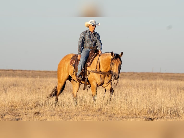 Caballo cuarto de milla Caballo castrado 6 años Buckskin/Bayo in Canyon, TX