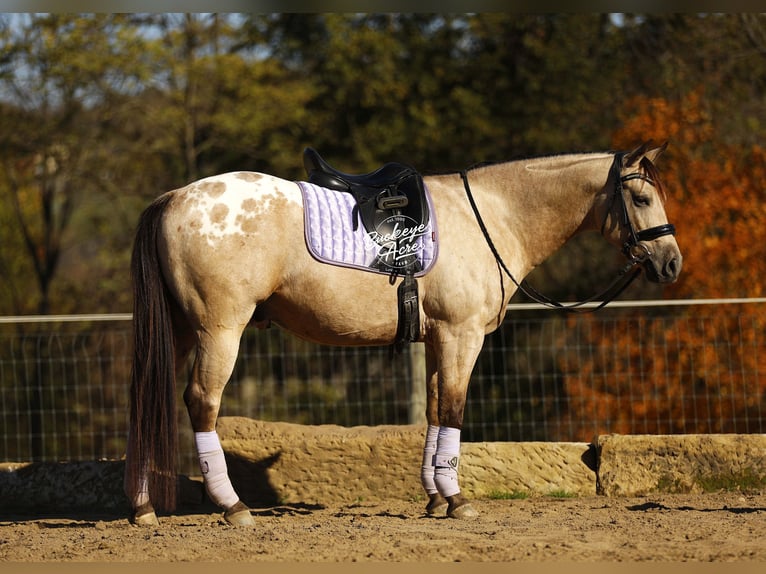Caballo cuarto de milla Mestizo Caballo castrado 6 años Buckskin/Bayo in Millersburg oh