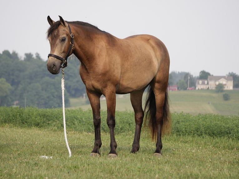 Caballo cuarto de milla Caballo castrado 6 años Buckskin/Bayo in Fresno
