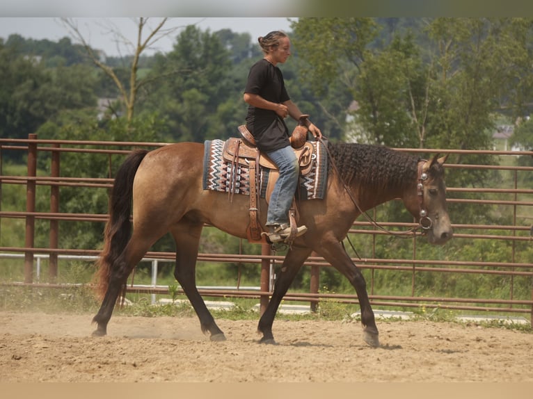 Caballo cuarto de milla Caballo castrado 6 años Buckskin/Bayo in Fresno