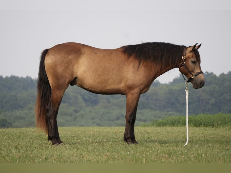 Caballo cuarto de milla Caballo castrado 6 años Buckskin/Bayo in Fresno