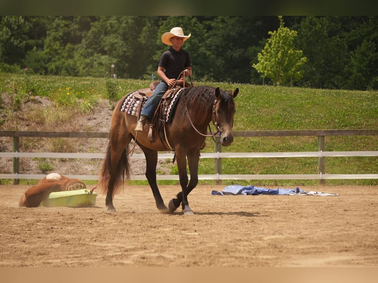 Caballo cuarto de milla Caballo castrado 6 años Buckskin/Bayo in Fresno