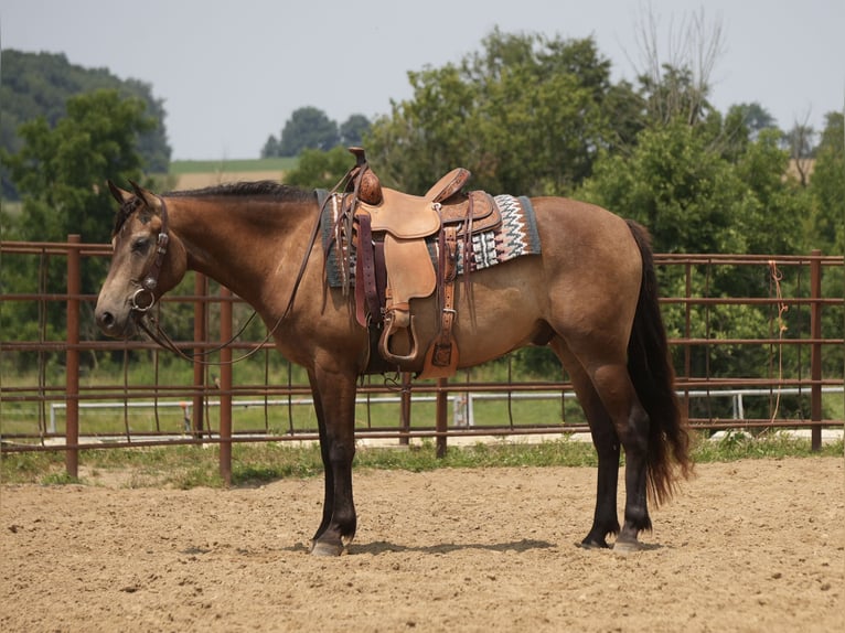 Caballo cuarto de milla Caballo castrado 6 años Buckskin/Bayo in Fresno