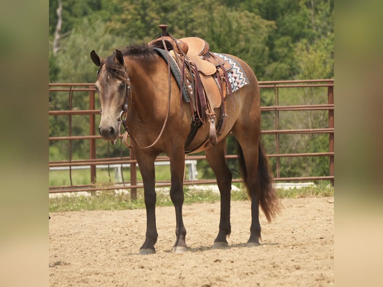 Caballo cuarto de milla Caballo castrado 6 años Buckskin/Bayo in Fresno