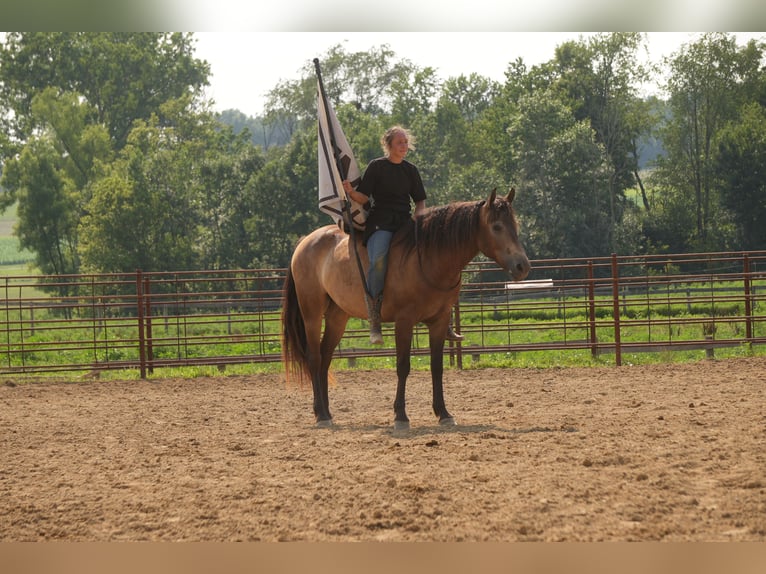 Caballo cuarto de milla Caballo castrado 6 años Buckskin/Bayo in Fresno