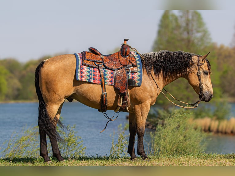 Caballo cuarto de milla Caballo castrado 6 años Buckskin/Bayo in Robards, KY