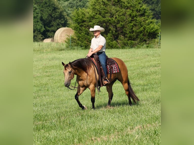 Caballo cuarto de milla Caballo castrado 6 años Buckskin/Bayo in Buffalo