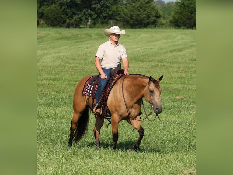 Caballo cuarto de milla Caballo castrado 6 años Buckskin/Bayo in Buffalo