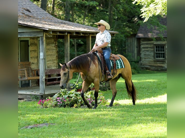 Caballo cuarto de milla Caballo castrado 6 años Buckskin/Bayo in Buffalo