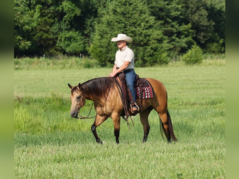 Caballo cuarto de milla Caballo castrado 6 años Buckskin/Bayo in Buffalo