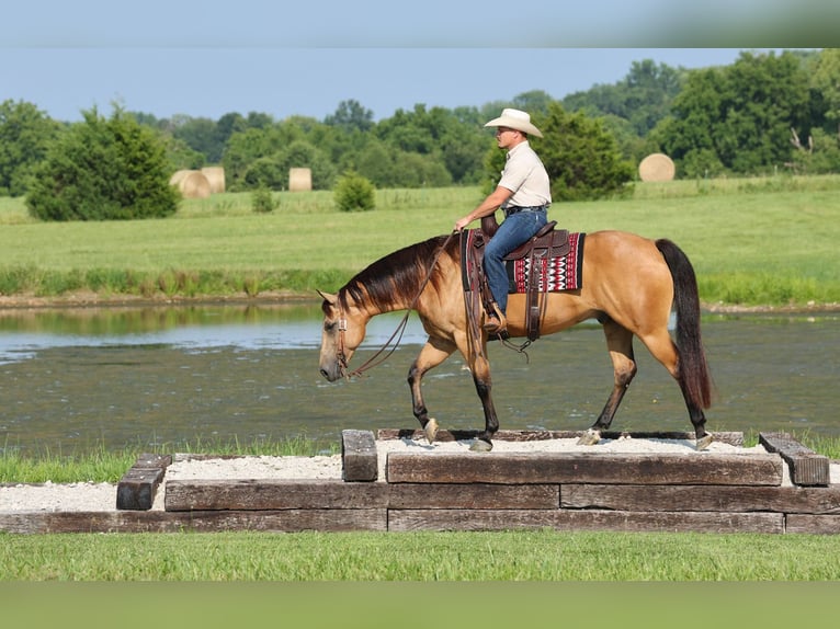 Caballo cuarto de milla Caballo castrado 6 años Buckskin/Bayo in Buffalo