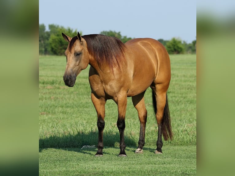 Caballo cuarto de milla Caballo castrado 6 años Buckskin/Bayo in Buffalo