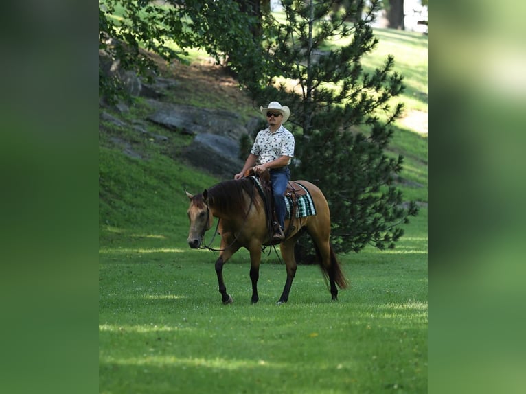 Caballo cuarto de milla Caballo castrado 6 años Buckskin/Bayo in Buffalo