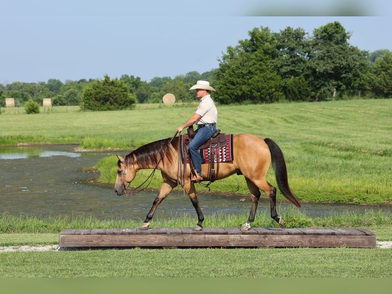 Caballo cuarto de milla Caballo castrado 6 años Buckskin/Bayo in Buffalo