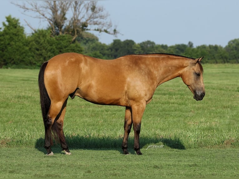 Caballo cuarto de milla Caballo castrado 6 años Buckskin/Bayo in Buffalo