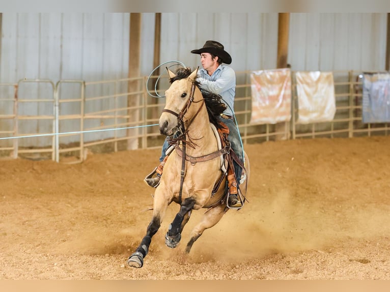 Caballo cuarto de milla Caballo castrado 6 años Buckskin/Bayo in Killeen
