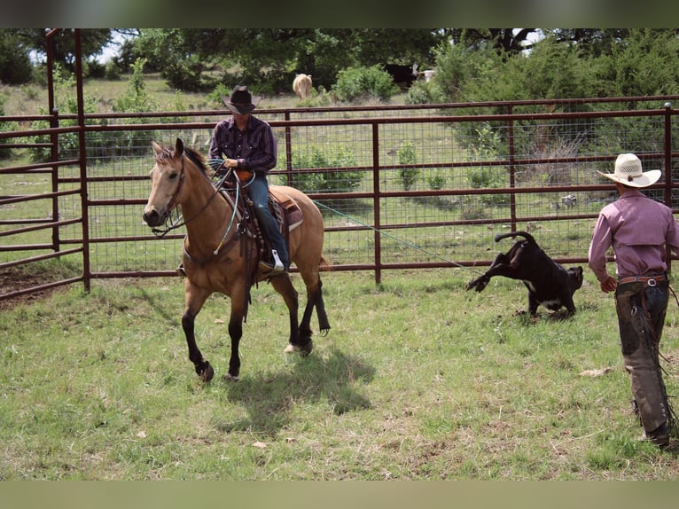 Caballo cuarto de milla Caballo castrado 6 años Buckskin/Bayo in Killeen
