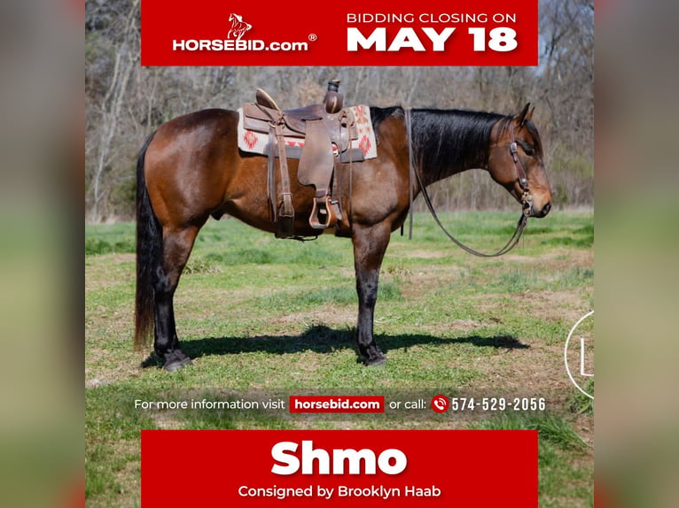 Caballo cuarto de milla Caballo castrado 6 años Castaño rojizo in Syracuse