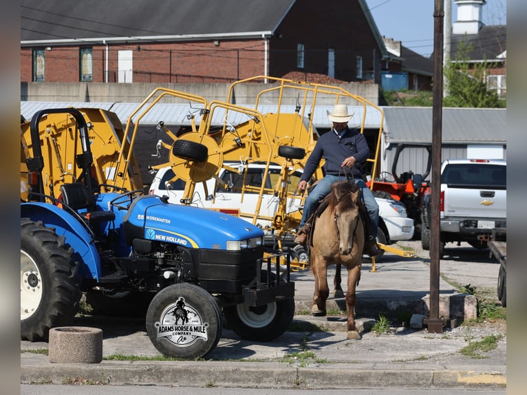 Caballo cuarto de milla Caballo castrado 6 años Champán in Mount Vernon