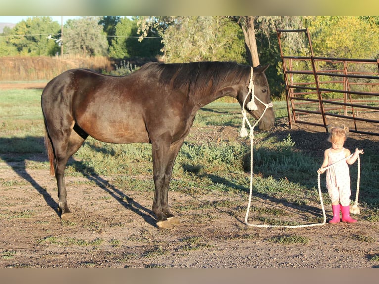 Caballo cuarto de milla Caballo castrado 6 años Negro in Fort Collins CO