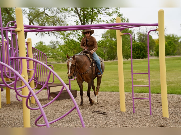 Caballo cuarto de milla Caballo castrado 6 años Palomino in Brandon