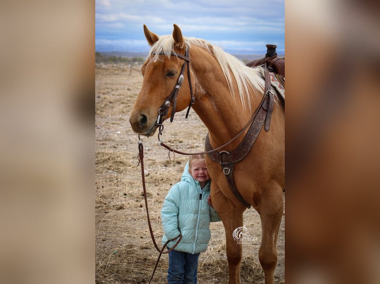 Caballo cuarto de milla Caballo castrado 6 años Palomino in Cody