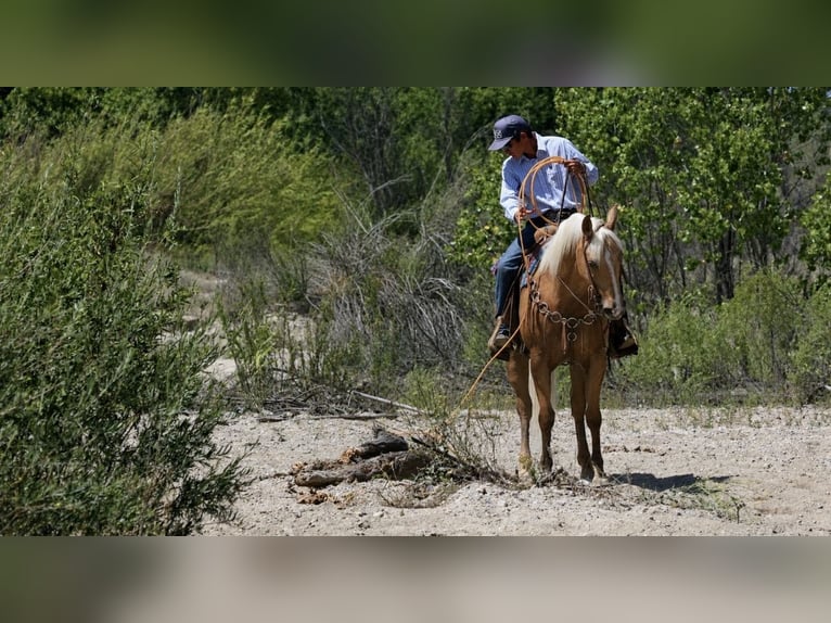 Caballo cuarto de milla Caballo castrado 6 años Palomino in Norco