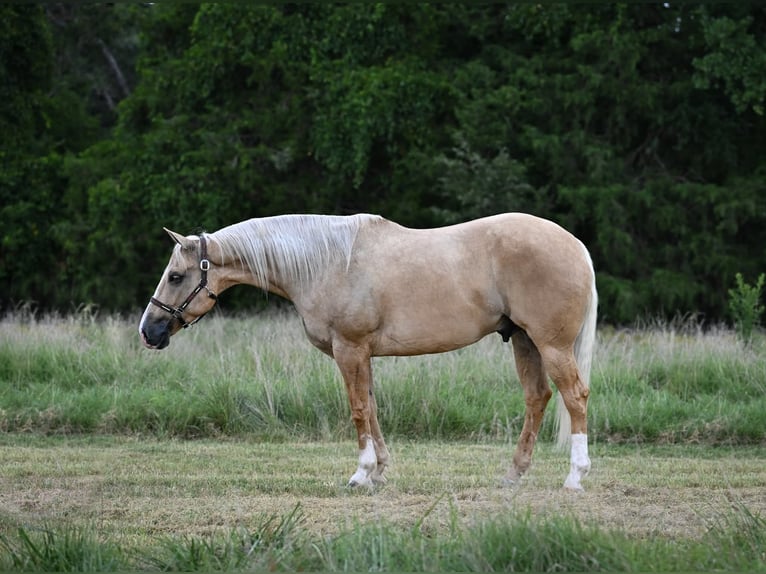 Caballo cuarto de milla Caballo castrado 6 años Palomino in Purdy