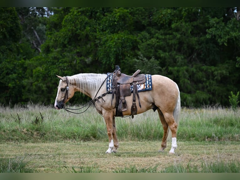 Caballo cuarto de milla Caballo castrado 6 años Palomino in Purdy