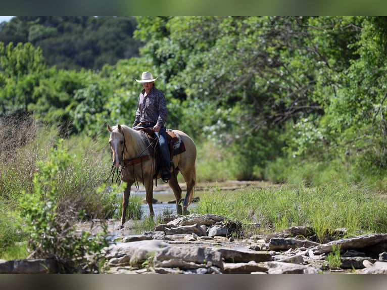 Caballo cuarto de milla Caballo castrado 6 años Palomino in Stephenville