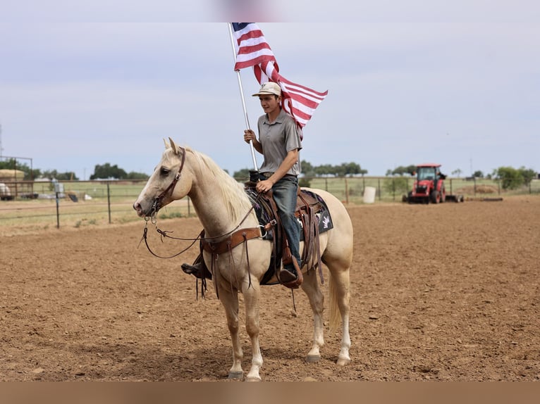 Caballo cuarto de milla Caballo castrado 6 años Palomino in Stephenville