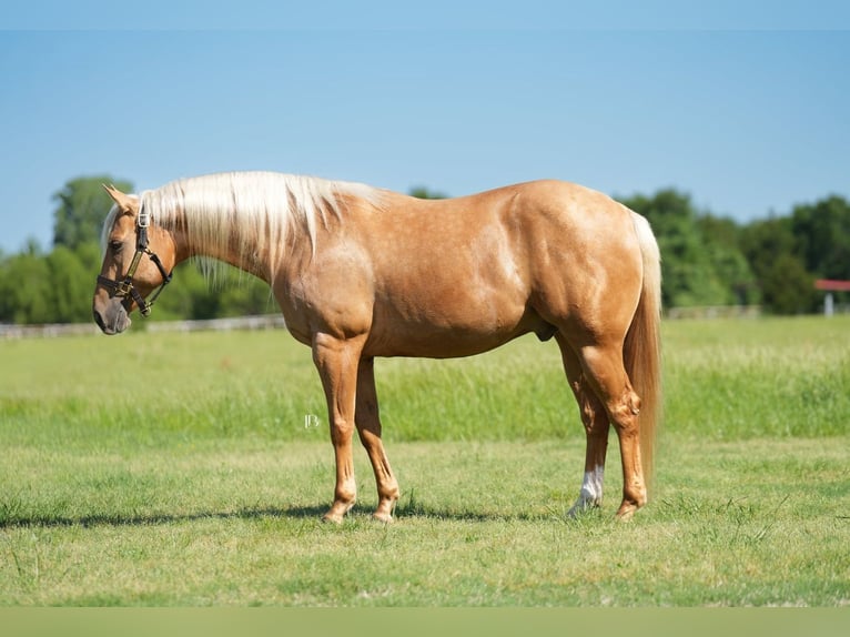Caballo cuarto de milla Caballo castrado 6 años Palomino in Terrell, TX