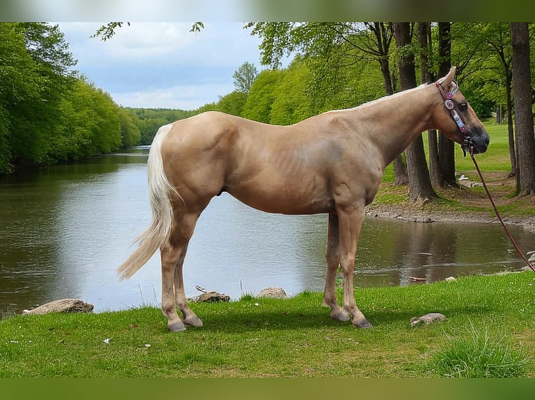 Caballo cuarto de milla Caballo castrado 6 años Palomino in Fort Collins