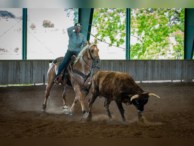 Caballo cuarto de milla Caballo castrado 6 años Palomino in Fort Worth