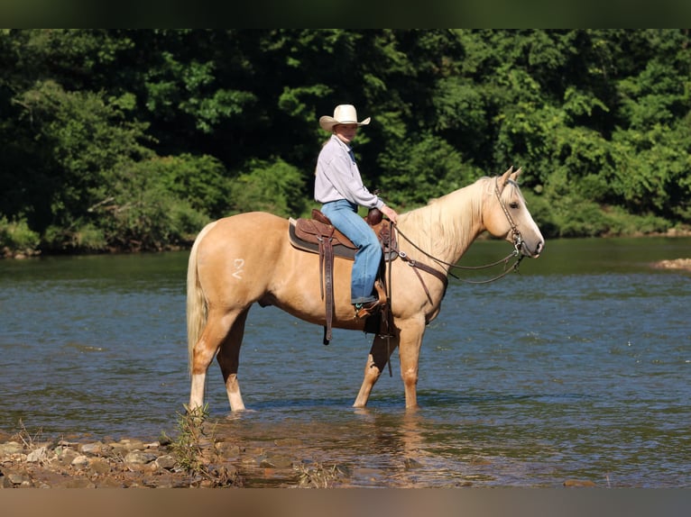 Caballo cuarto de milla Caballo castrado 6 años Palomino in Clarion