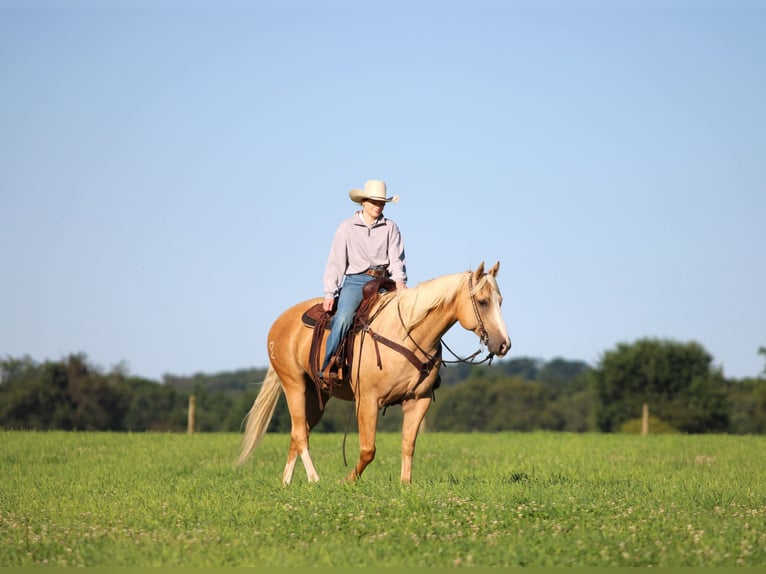 Caballo cuarto de milla Caballo castrado 6 años Palomino in Clarion