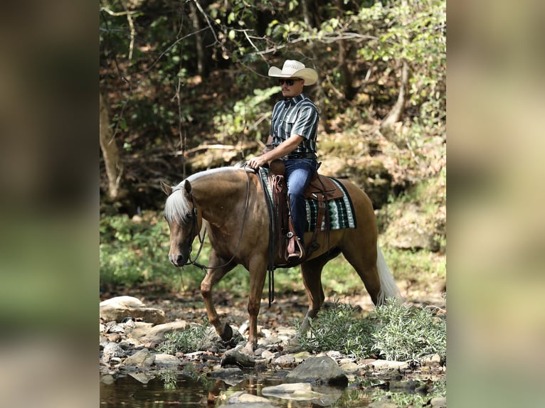 Caballo cuarto de milla Caballo castrado 6 años Palomino in Buffalo