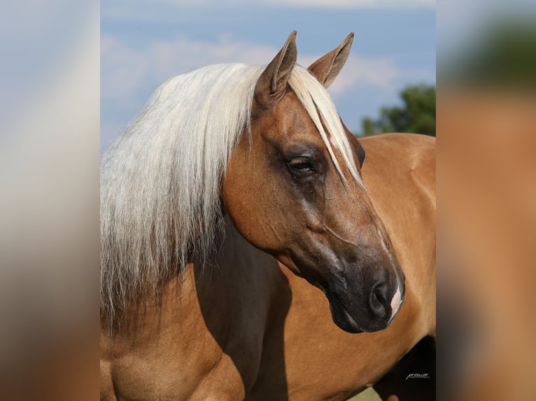 Caballo cuarto de milla Caballo castrado 6 años Palomino in Buffalo