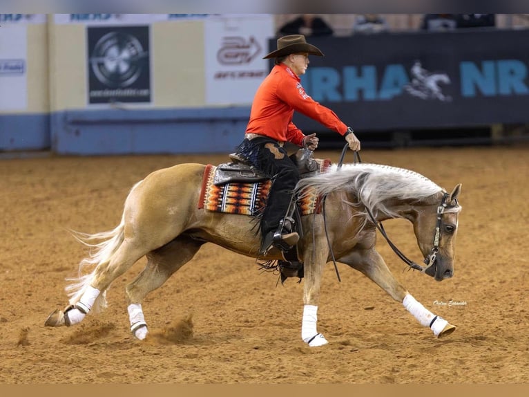 Caballo cuarto de milla Caballo castrado 6 años Palomino in Buffalo