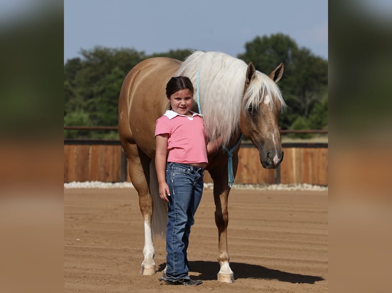 Caballo cuarto de milla Caballo castrado 6 años Palomino in Buffalo