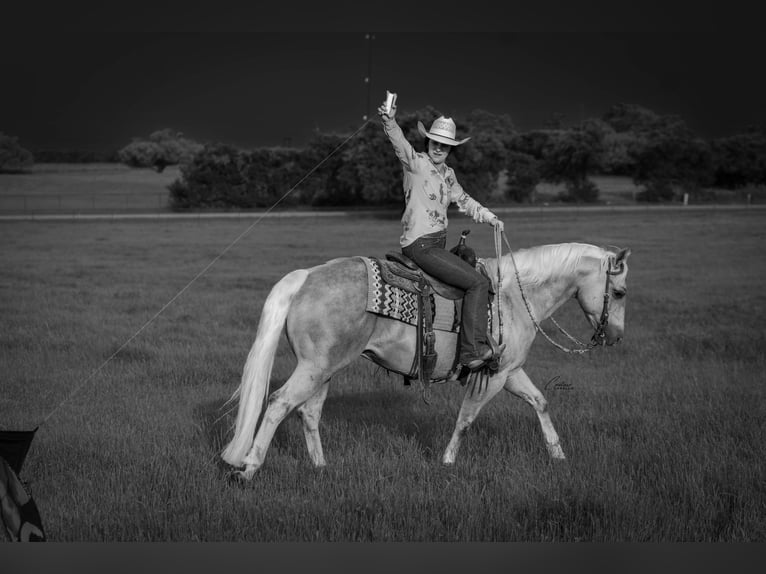 Caballo cuarto de milla Caballo castrado 6 años Palomino in Fort Worth