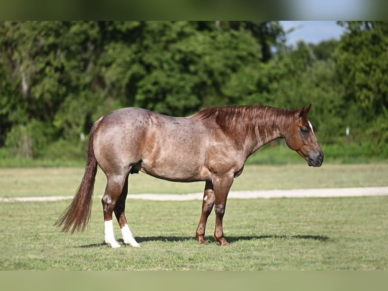 Caballo cuarto de milla Caballo castrado 6 años Ruano alazán in Waco