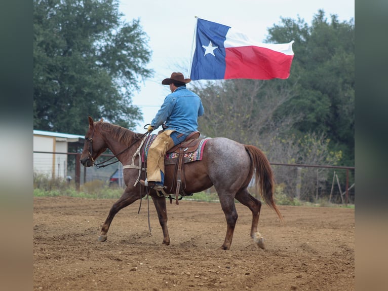 Caballo cuarto de milla Caballo castrado 6 años Ruano alazán in Stephenville