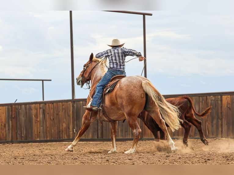 Caballo cuarto de milla Caballo castrado 6 años Ruano alazán in Canyon