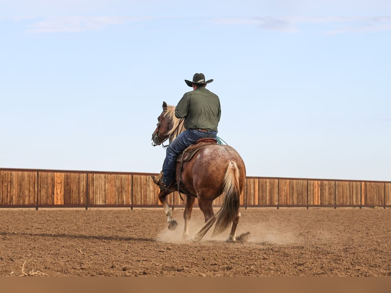 Caballo cuarto de milla Caballo castrado 6 años Ruano alazán in Canyon