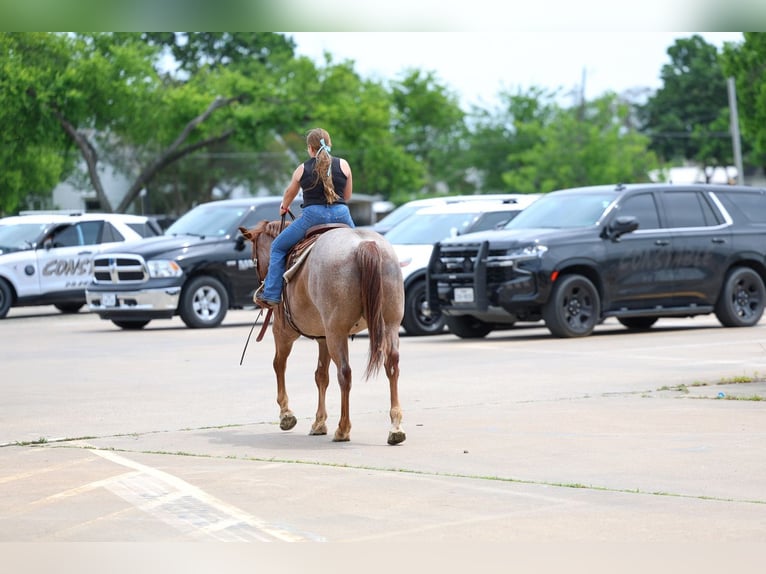Caballo cuarto de milla Caballo castrado 6 años Ruano alazán in Forney