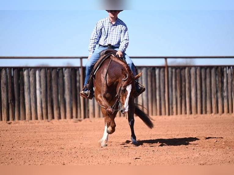 Caballo cuarto de milla Caballo castrado 6 años Ruano alazán in Waco