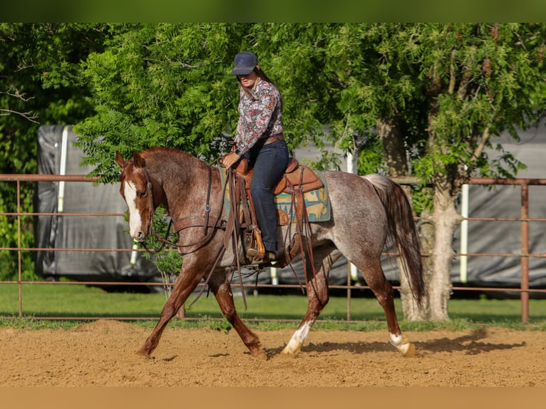 Caballo cuarto de milla Caballo castrado 6 años Ruano alazán in Rusk